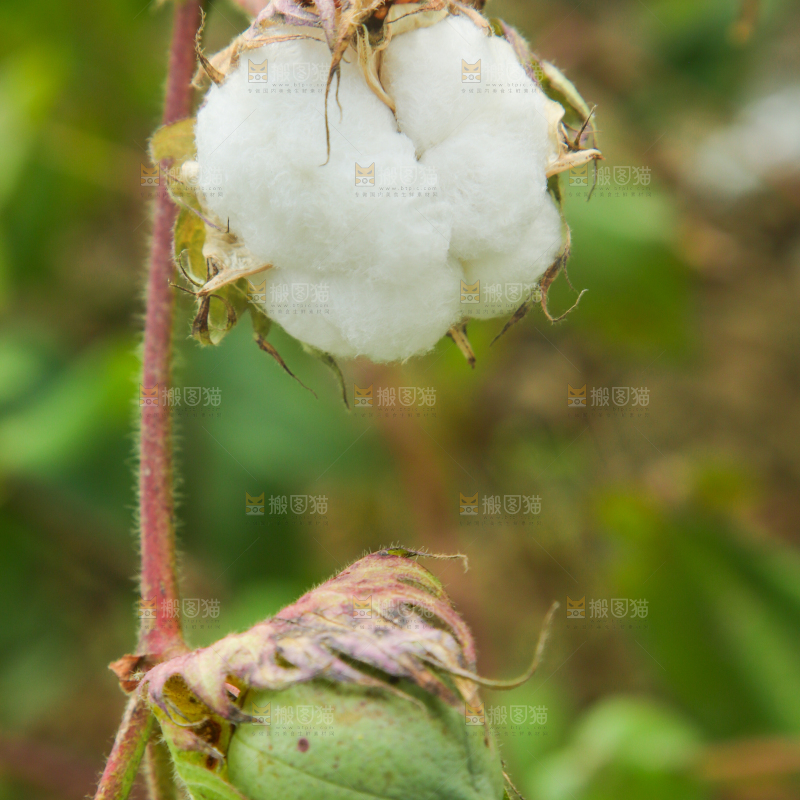 枝头上长着棉花