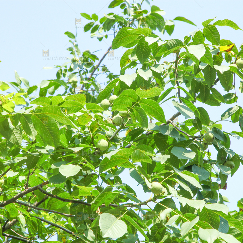 一颗核桃树