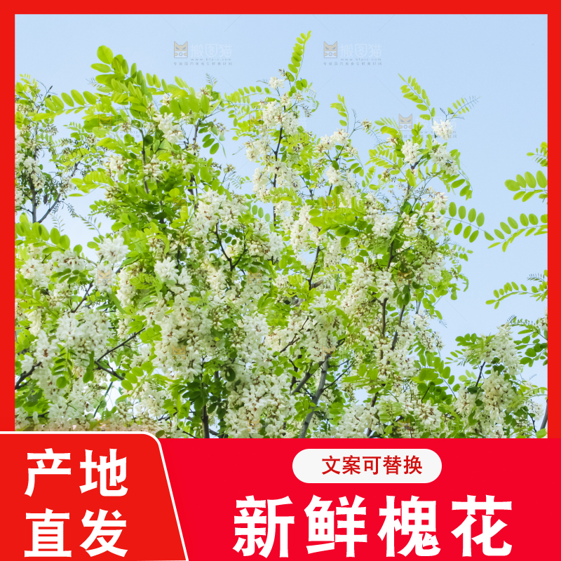 槐树槐花