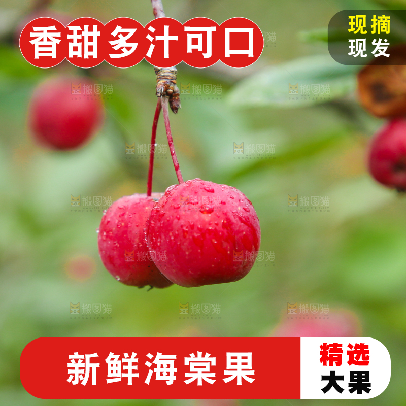 树上挂着海棠果