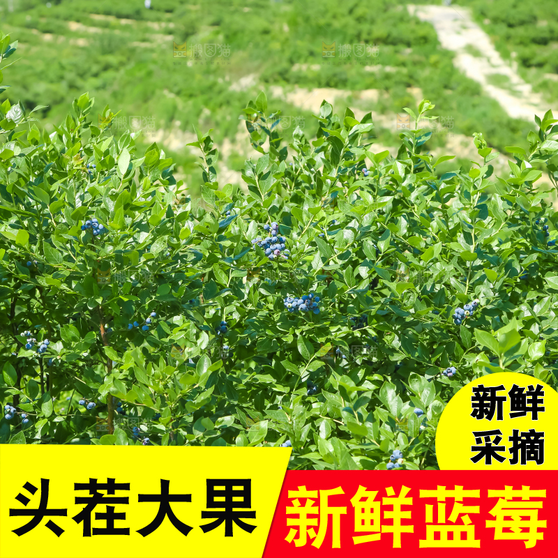 果园里的蓝莓
