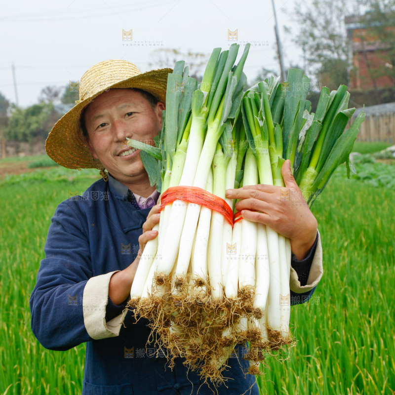农民手里拿着大葱