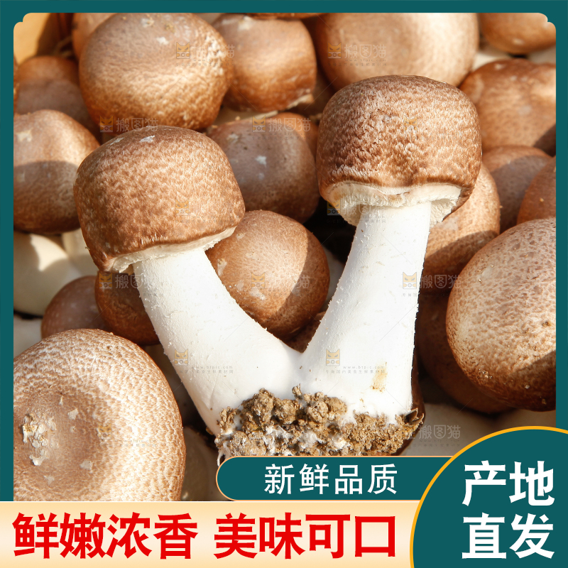篮子里装着香菇