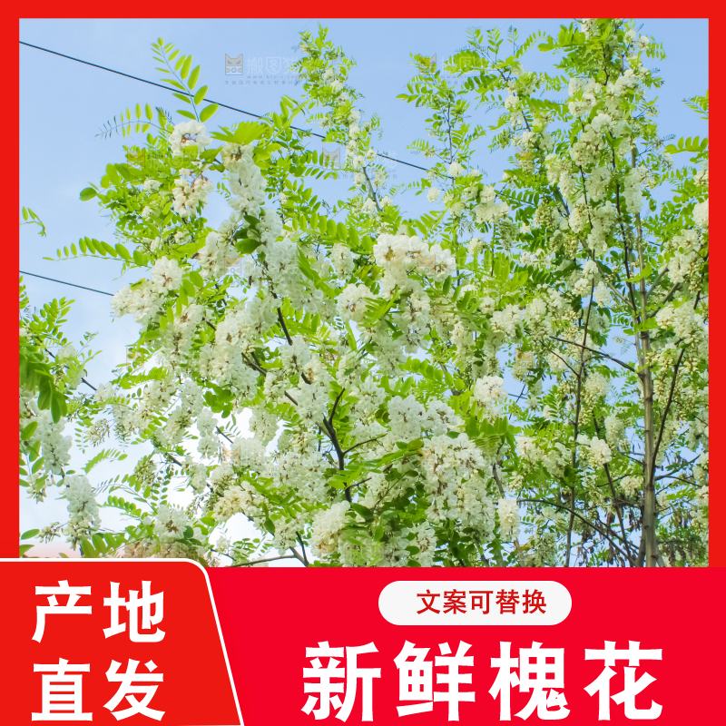 槐树槐花