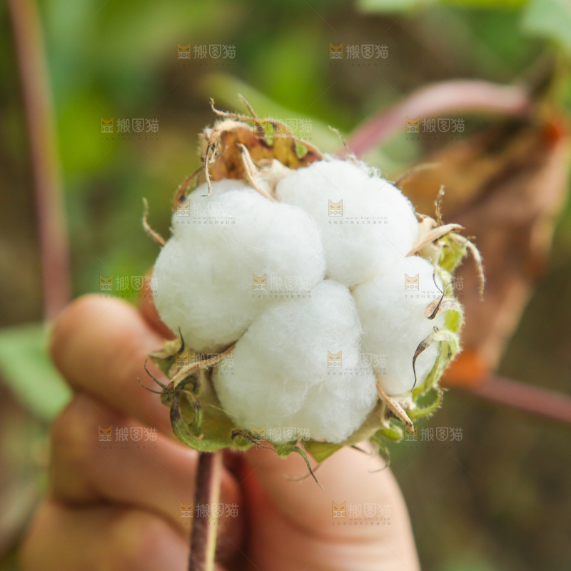 枝头上长着棉花