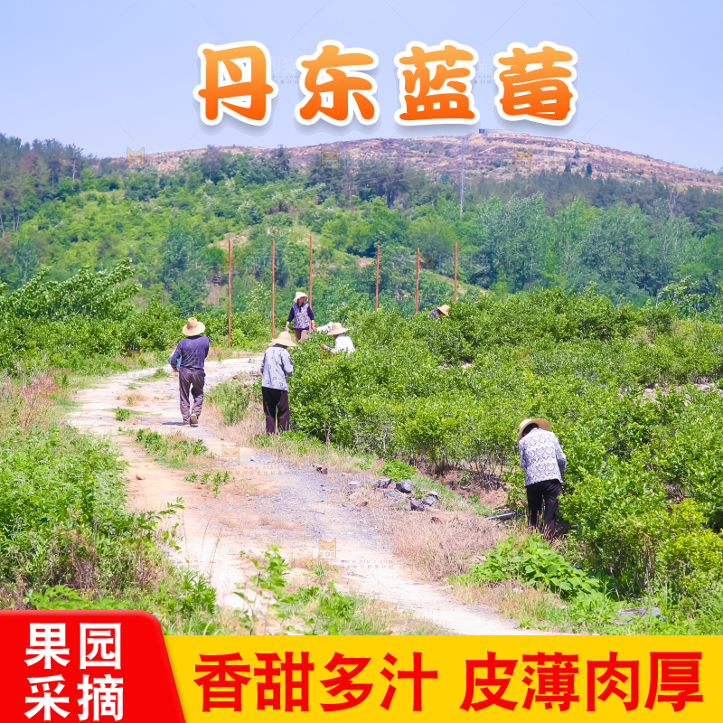 农民正在采摘蓝莓