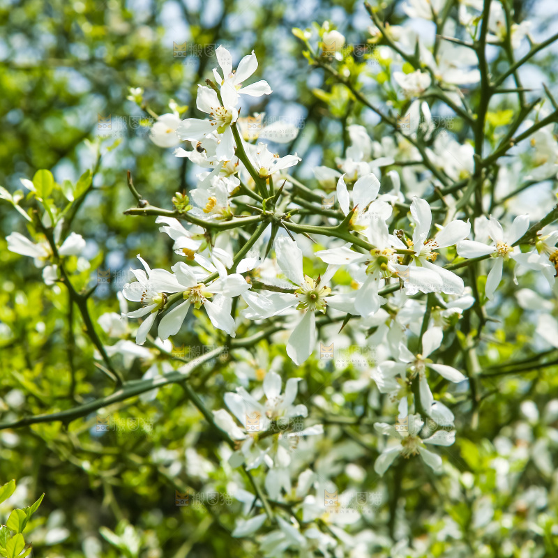 一片茂盛的花朵