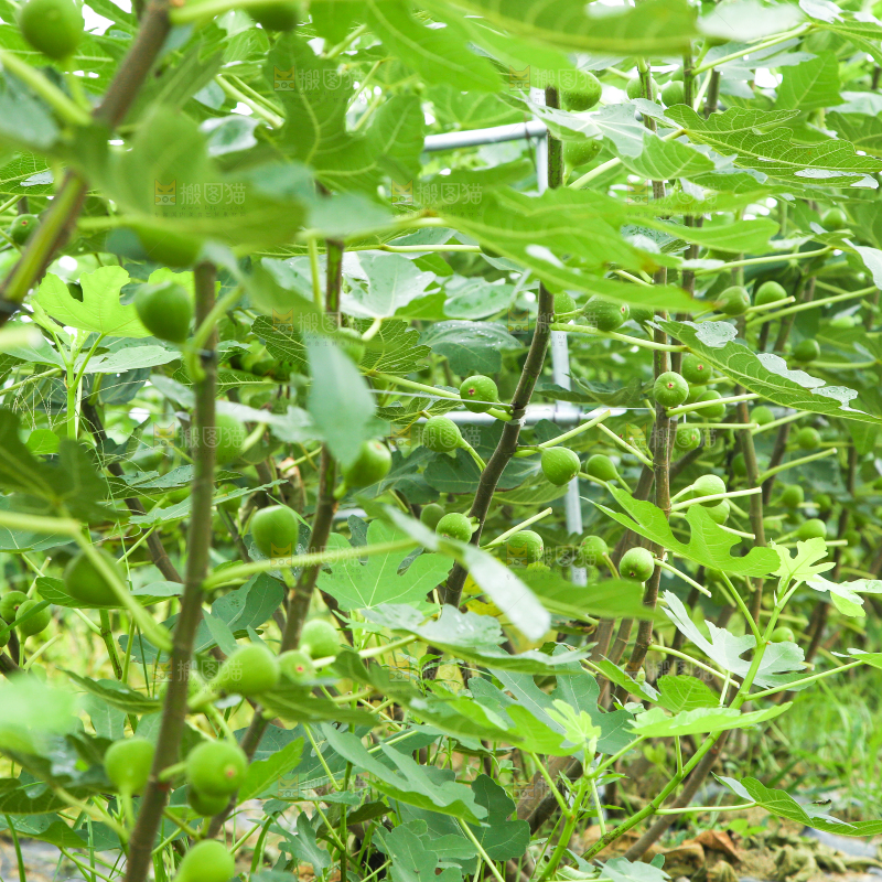户外的无花果树