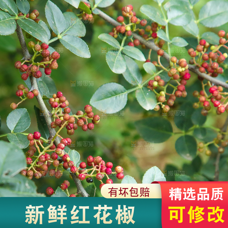 树上的花椒