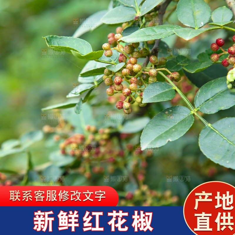 树上的花椒
