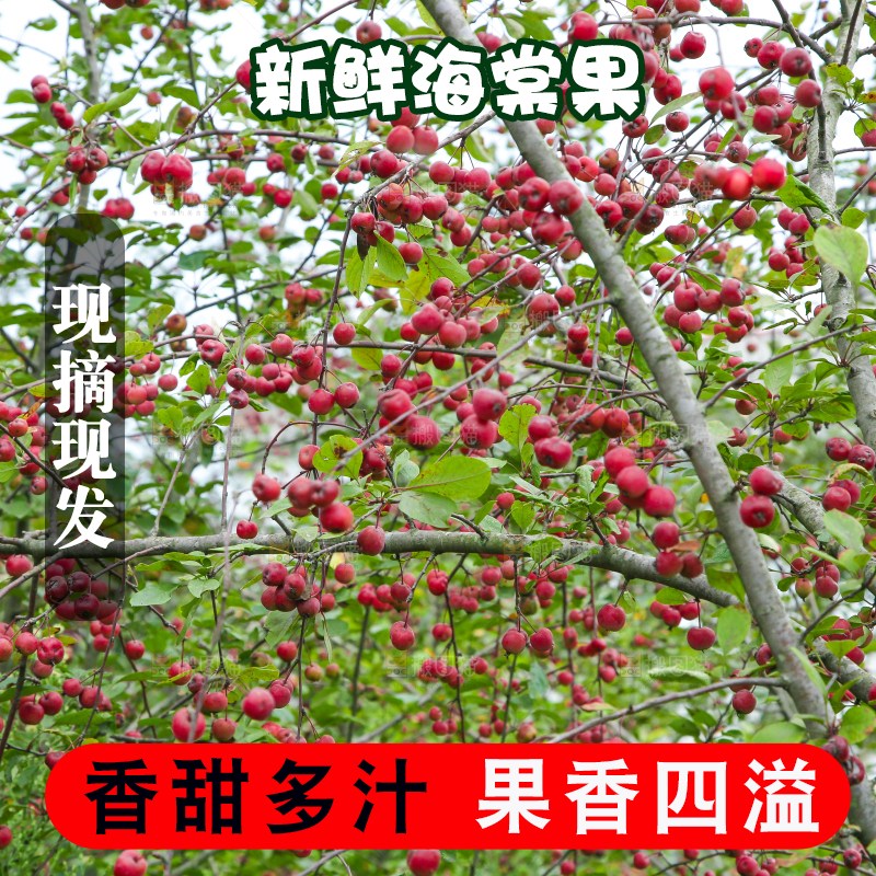 树上挂着海棠果