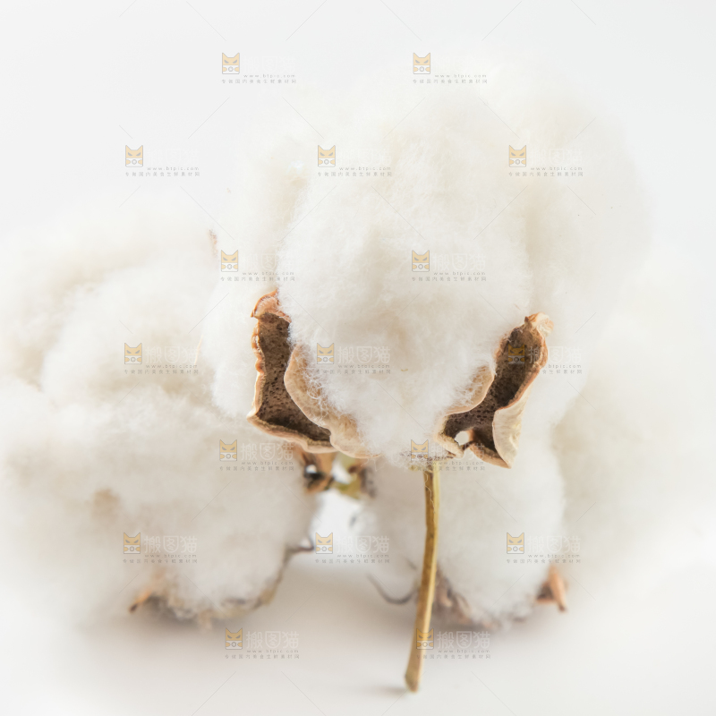 白底上的棉花