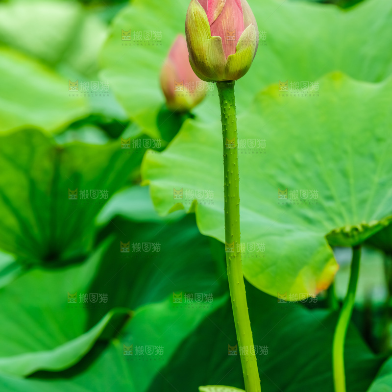 池塘里的荷花花苞