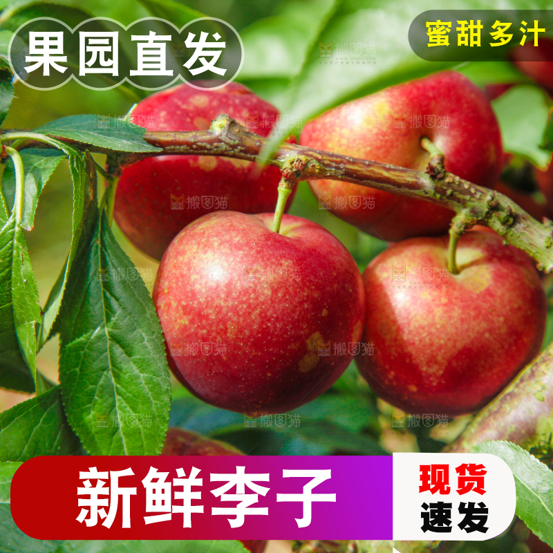 李子树上的红布李