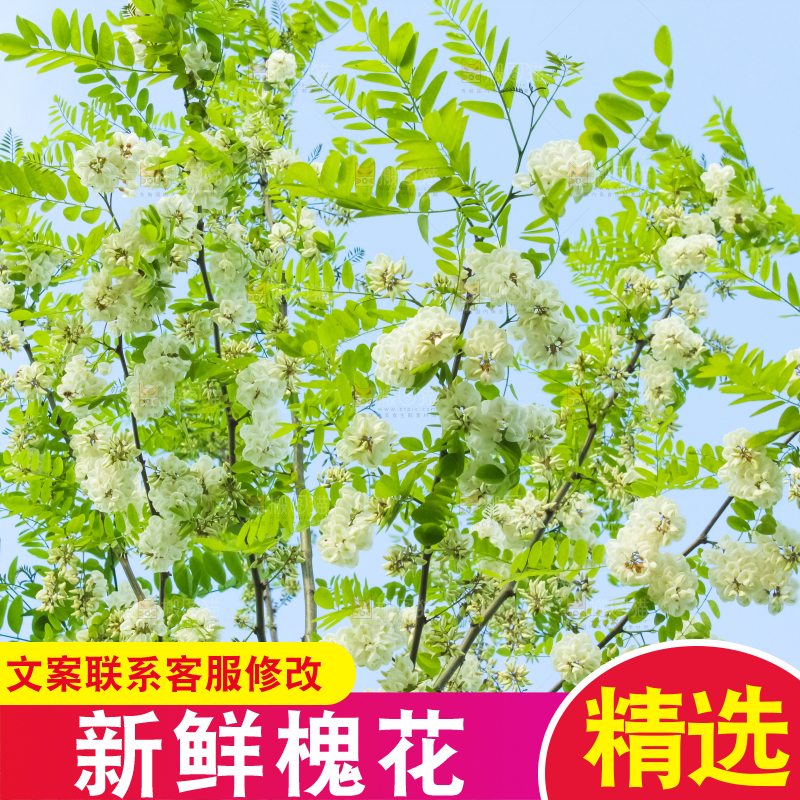 槐树槐花