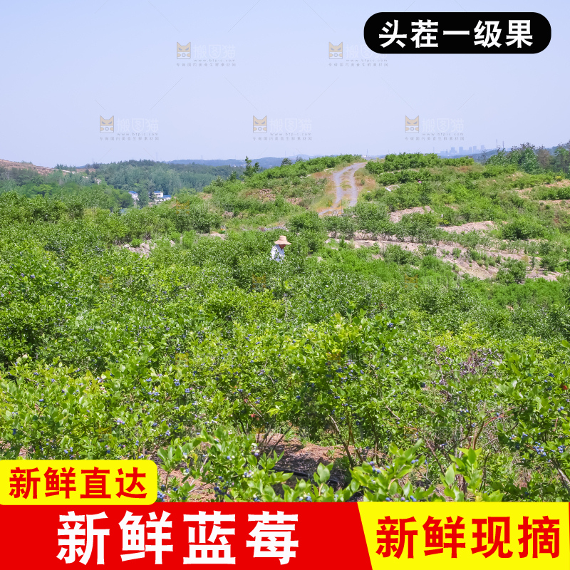 农民正在采摘蓝莓
