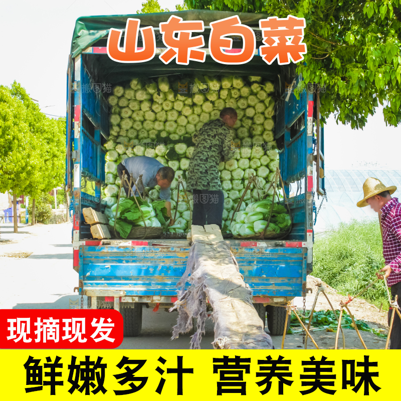 车上正在装着白菜