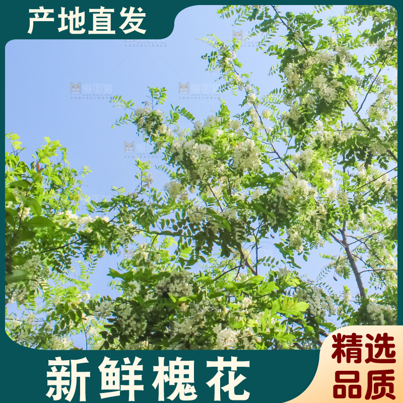 槐树槐花