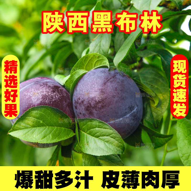 树上挂着黑布李