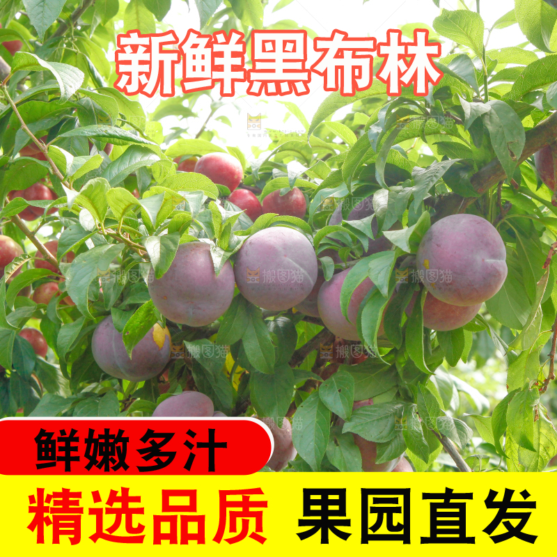 树上挂着黑布李