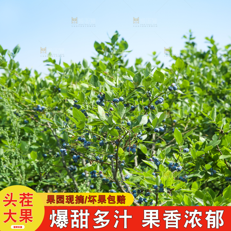 水果园里种着蓝莓
