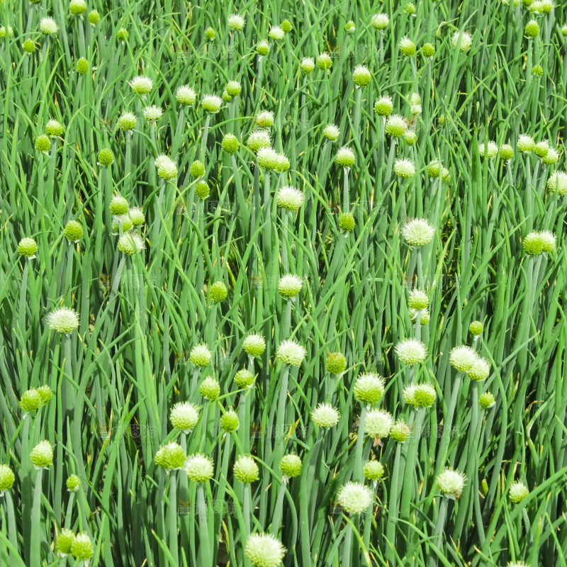 地里的大葱