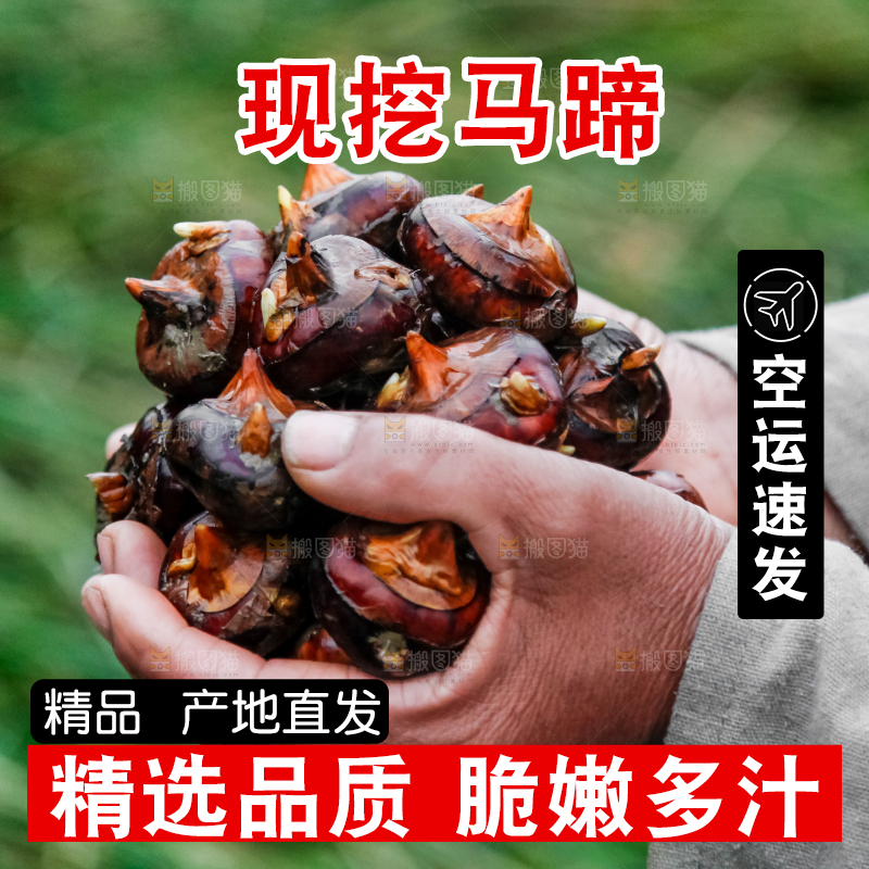 农民手里捧着新鲜马蹄