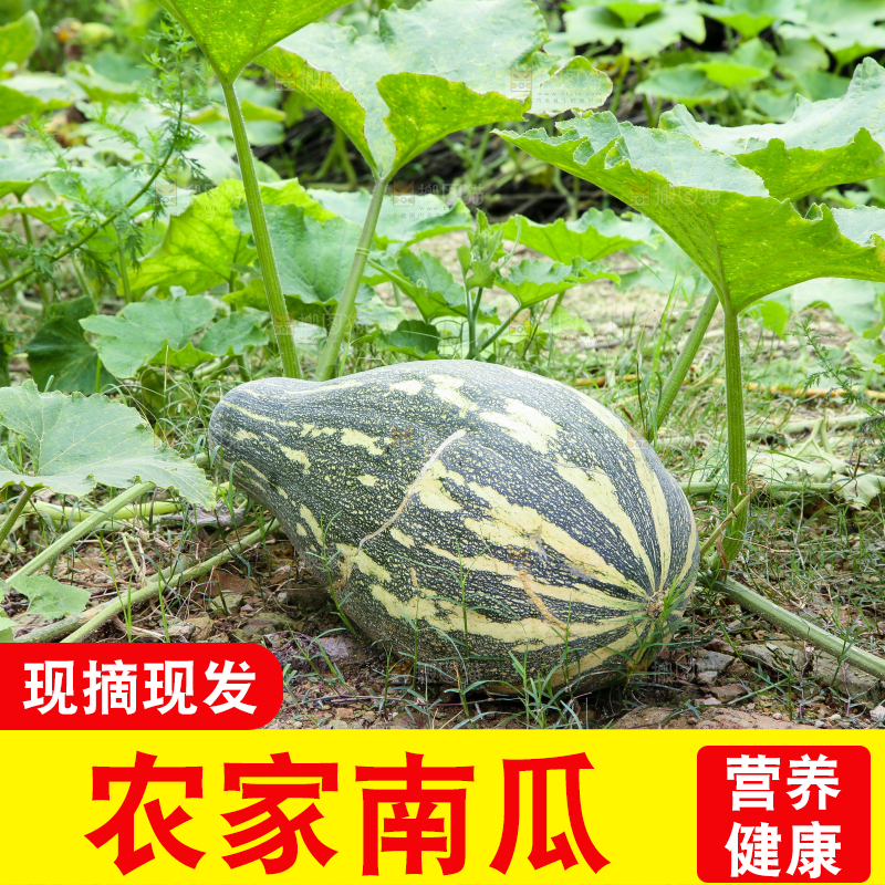 地里的南瓜