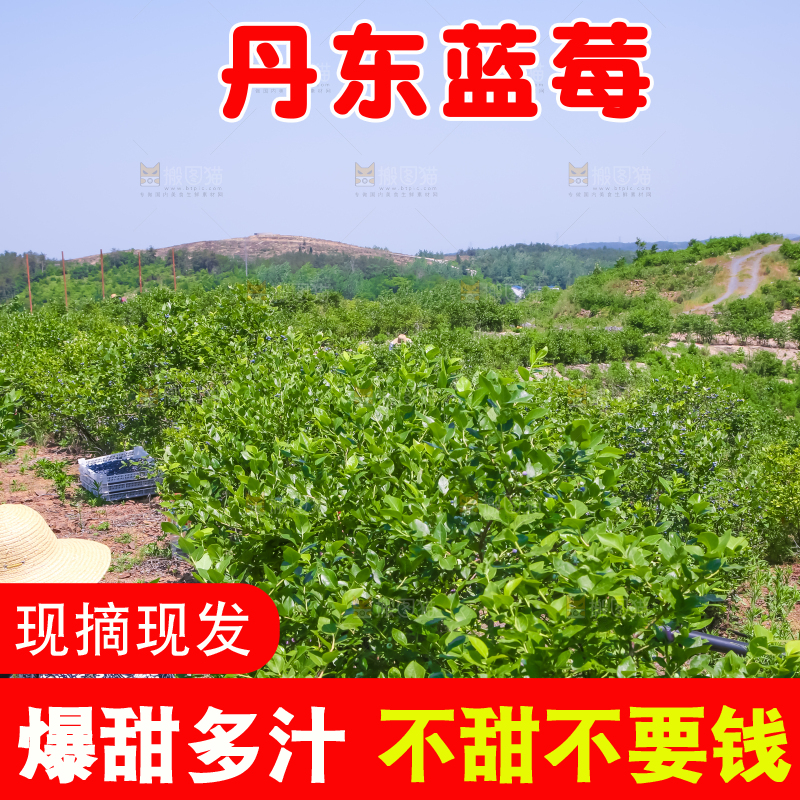 农民正在采摘蓝莓
