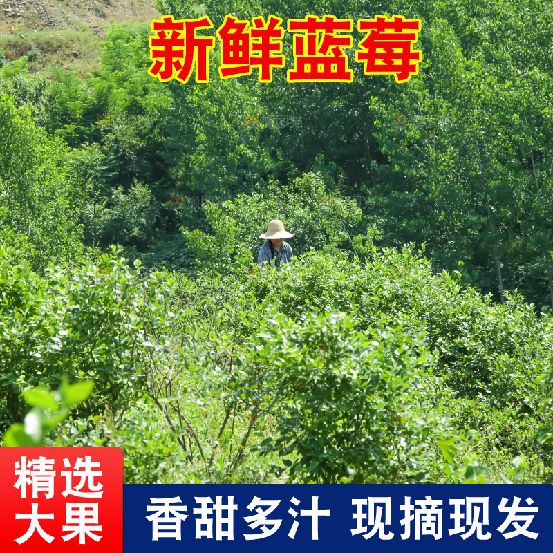 农民正在采摘蓝莓