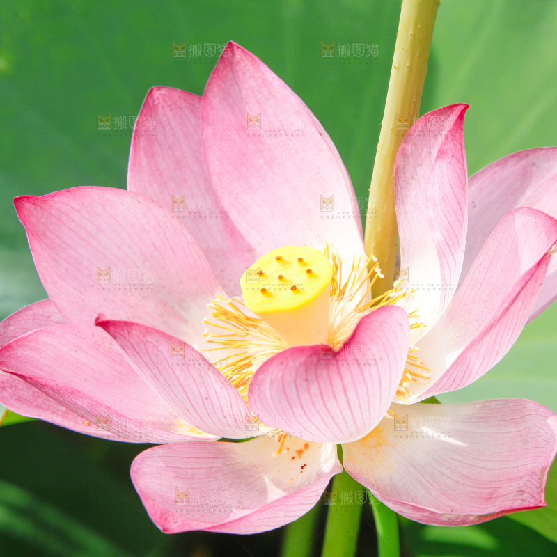 池塘里的荷花