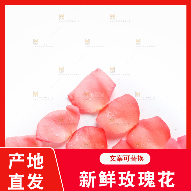 白底上的玫瑰花瓣