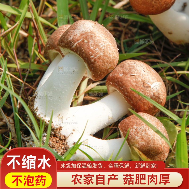 篮子里装着香菇