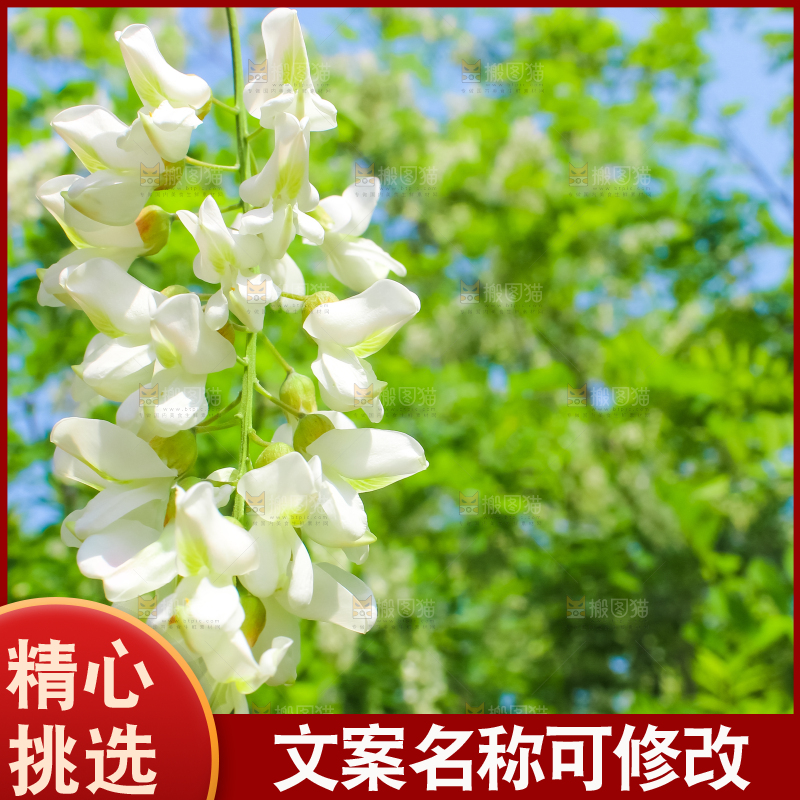 槐树槐花