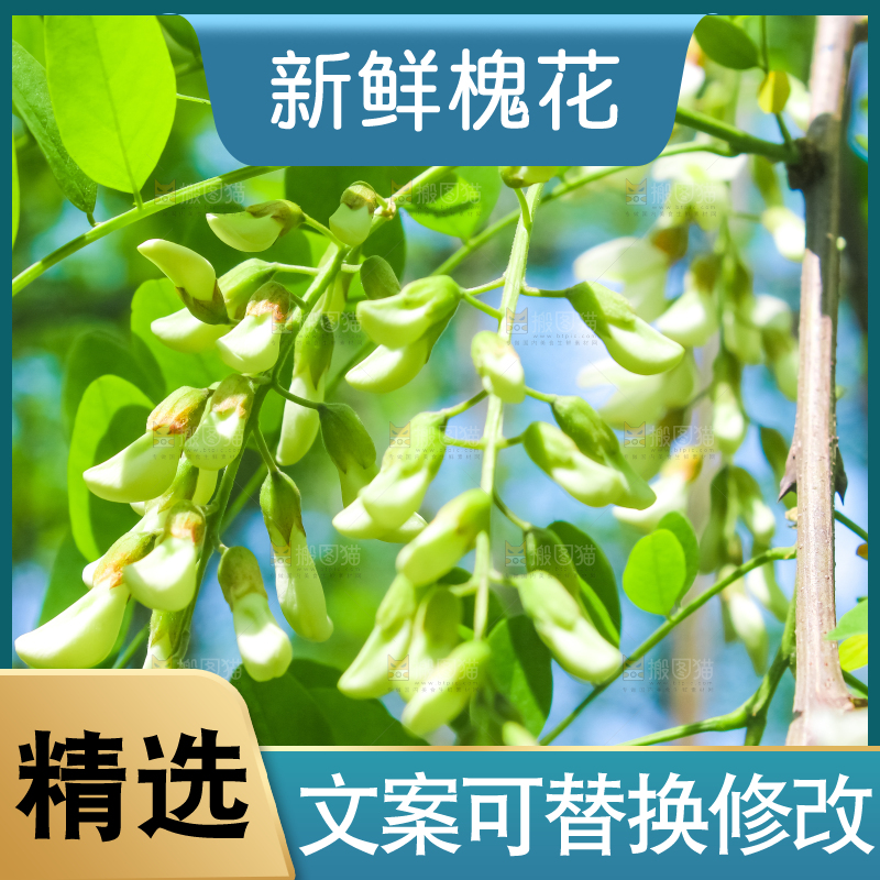 槐树槐花