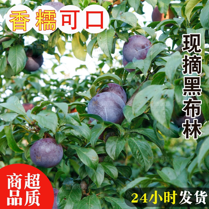 树上挂着黑布李