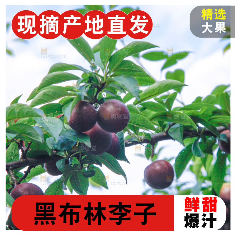 树上挂着黑布李