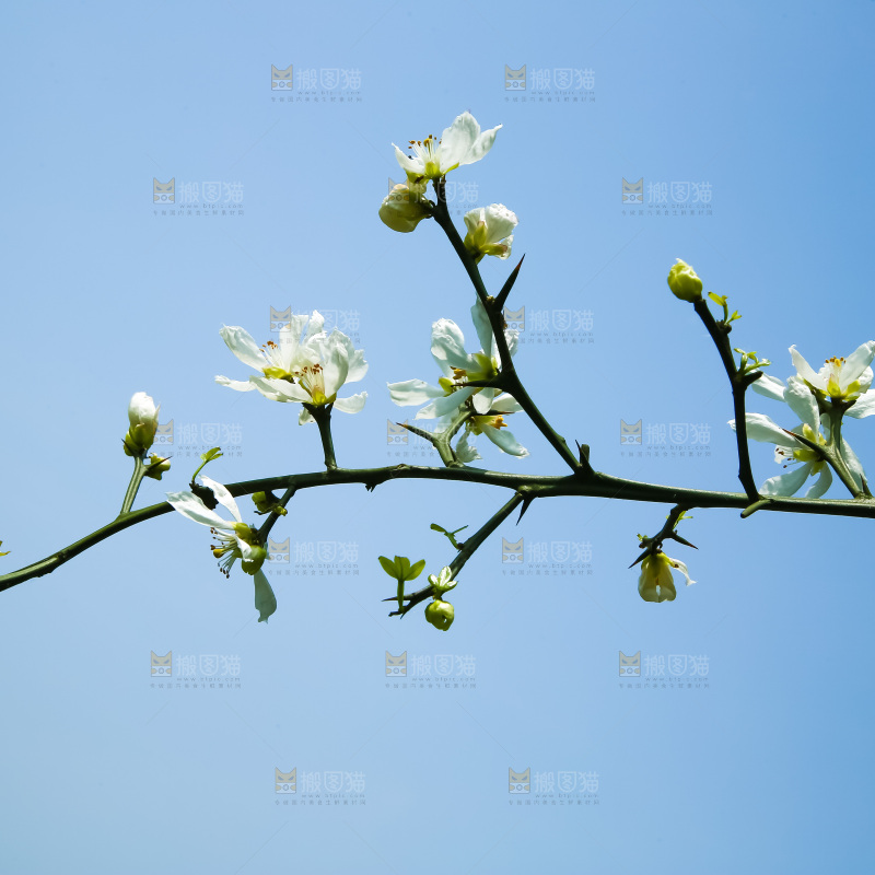 蓝天下的花朵