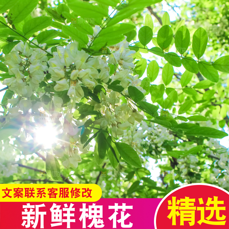 槐树槐花