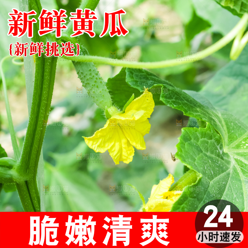 藤子上的小黄瓜