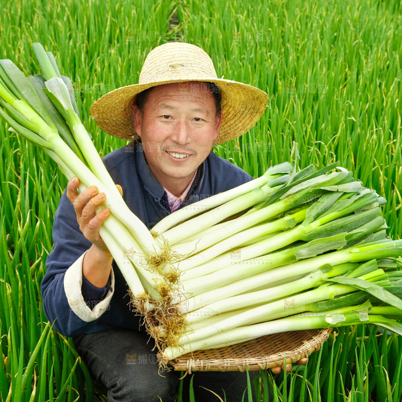 农民手里拿着大葱