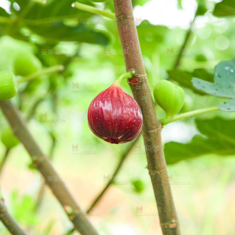 户外的无花果树