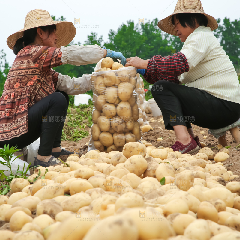 农民在收土豆