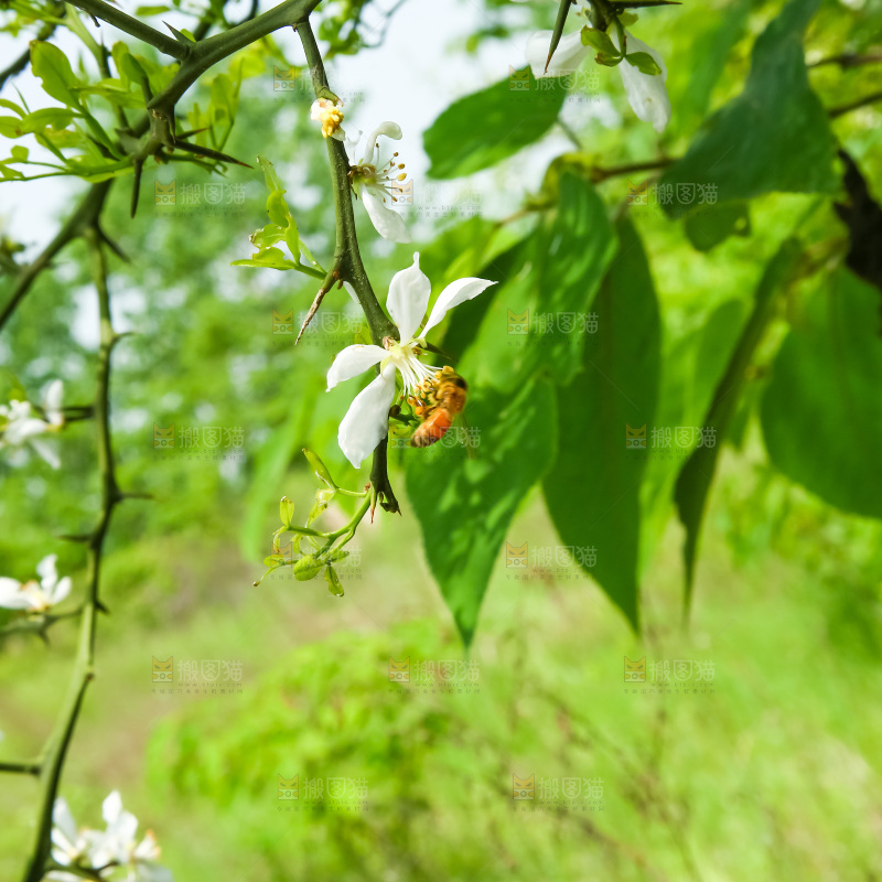 树枝上的花朵