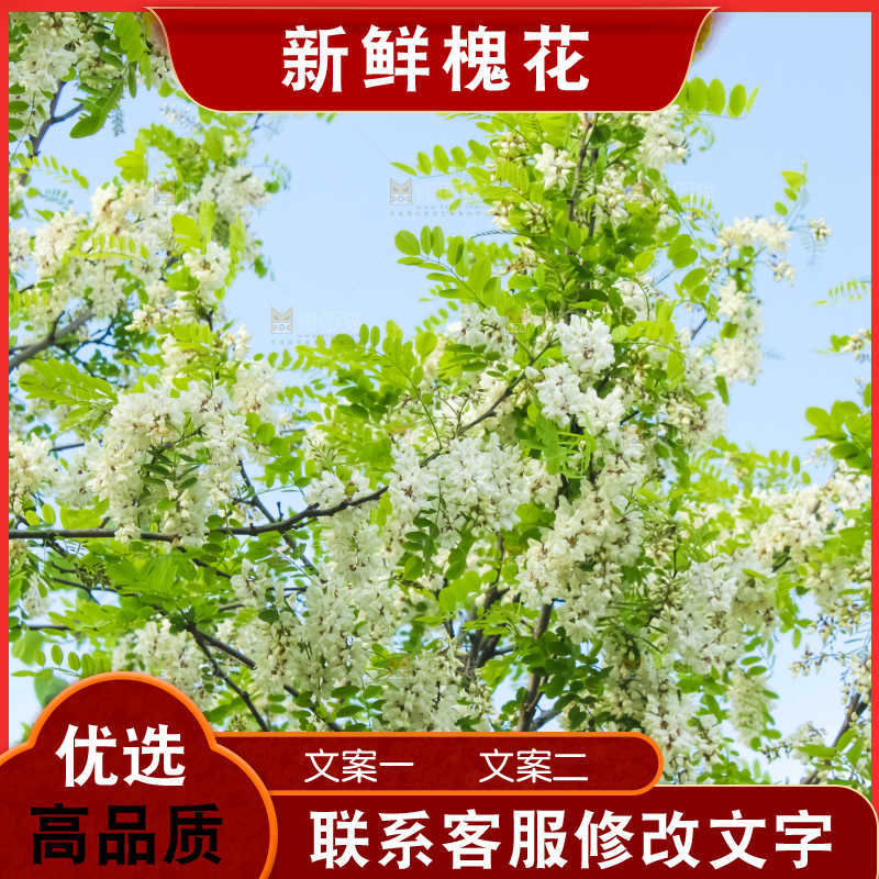 槐树槐花