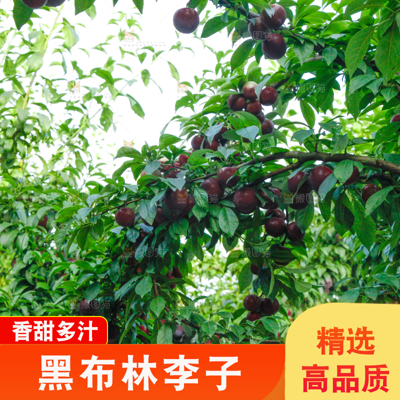 树上挂着黑布李