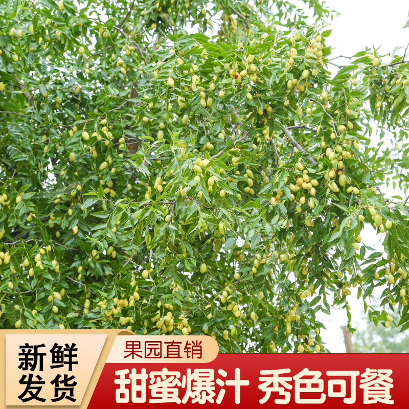 树上的枣子