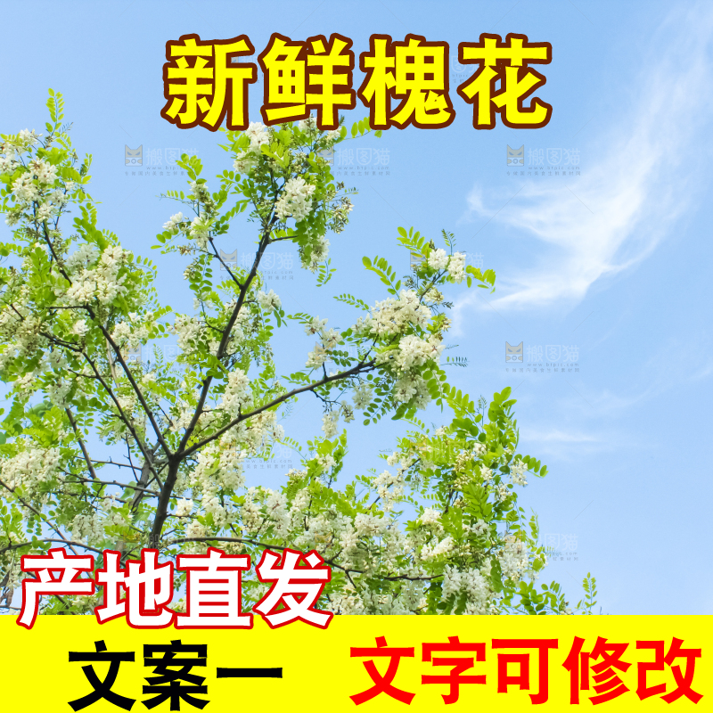 槐树槐花