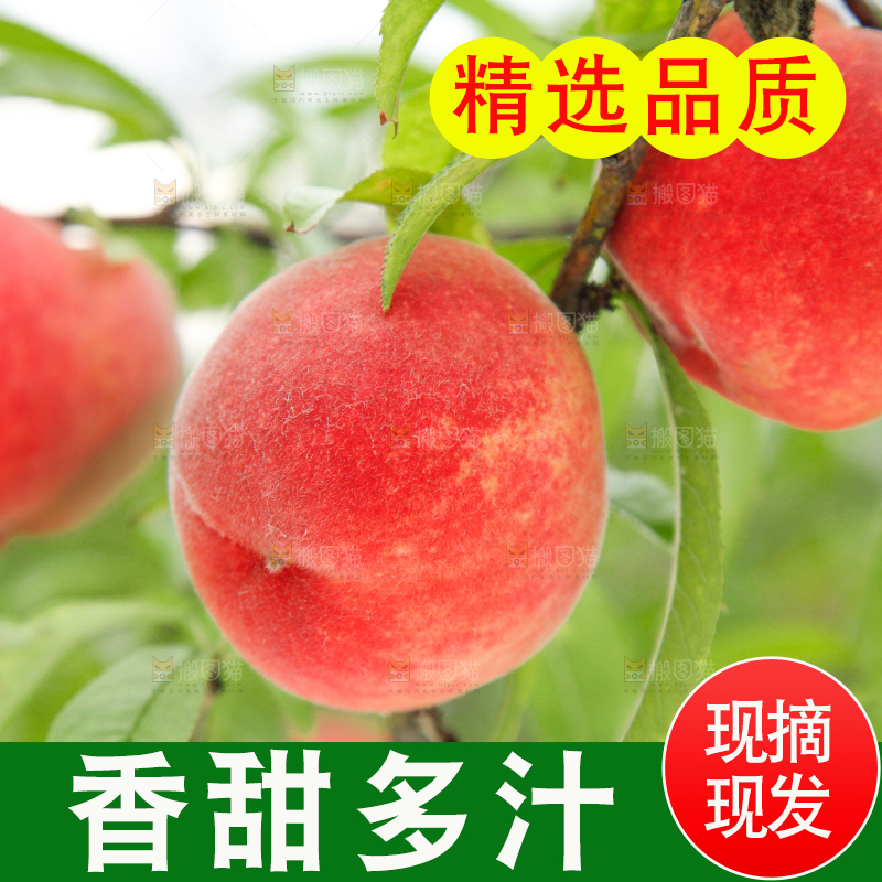 树上挂着桃子