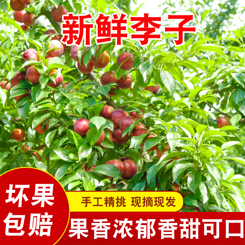 李子树上的红布李
